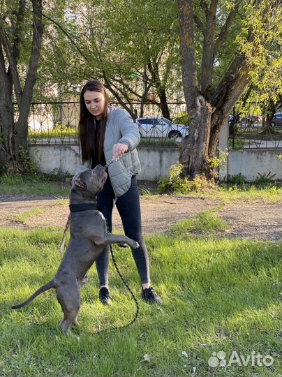 Американский булли вязка