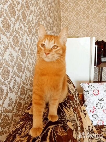 Рыжий котик