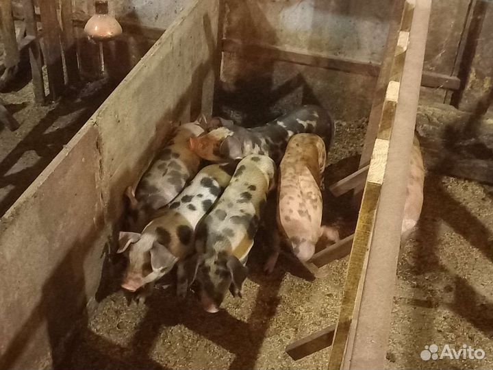 Поросята, свиньи на мясо