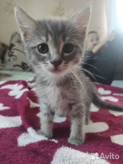 Котята