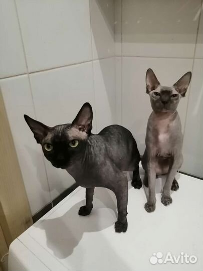 Канадский сфинкс