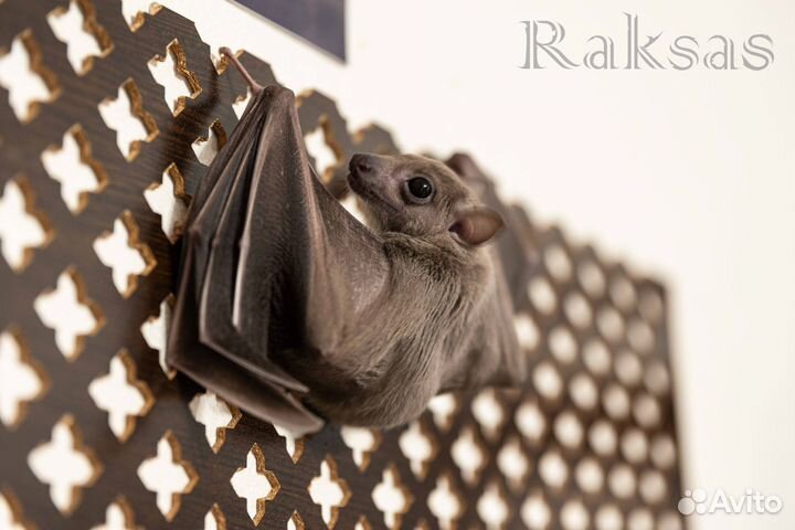 Нильский крылан