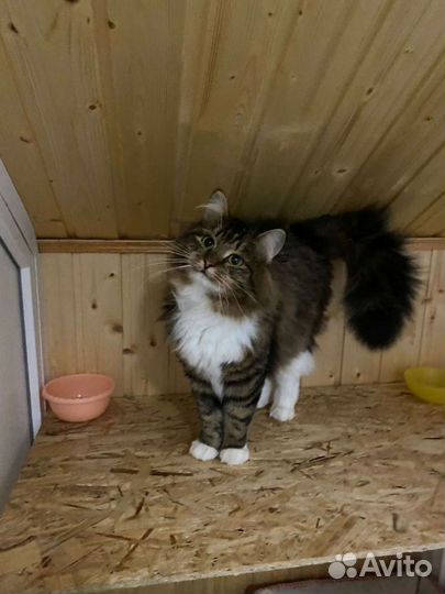 Котик в добрые руки