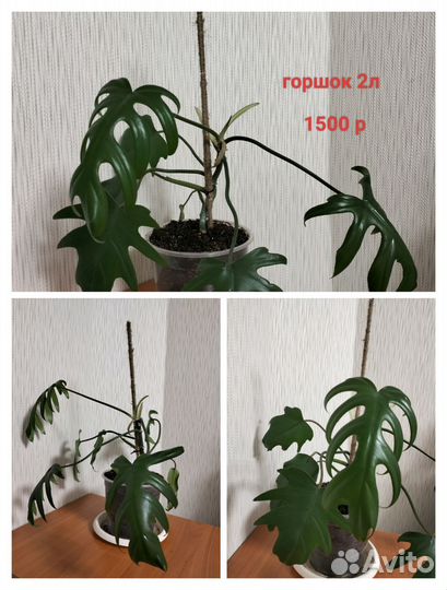 Филодендрон лучистый