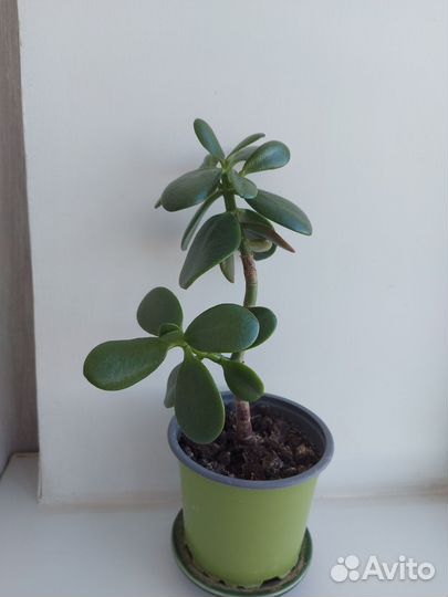 Толстянка красула