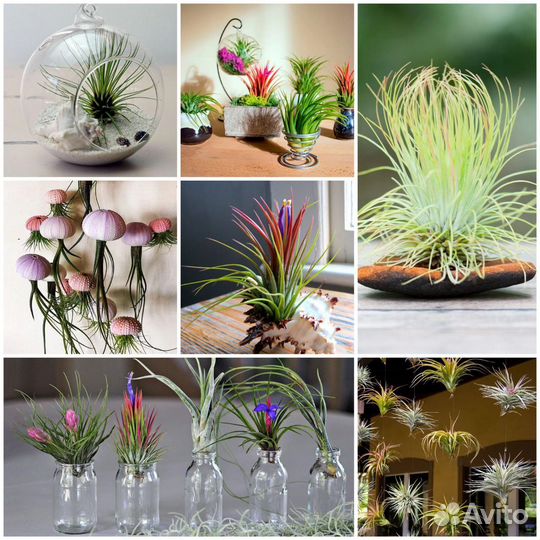 Тилландсия атмосферная