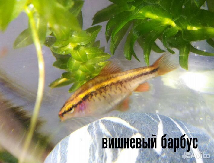 Аквариумные рыбки