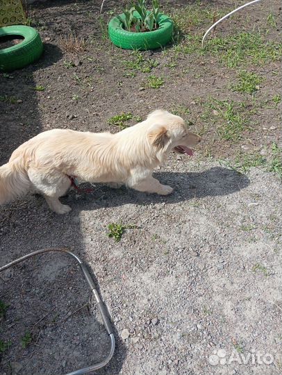 Девочка в добрые руки