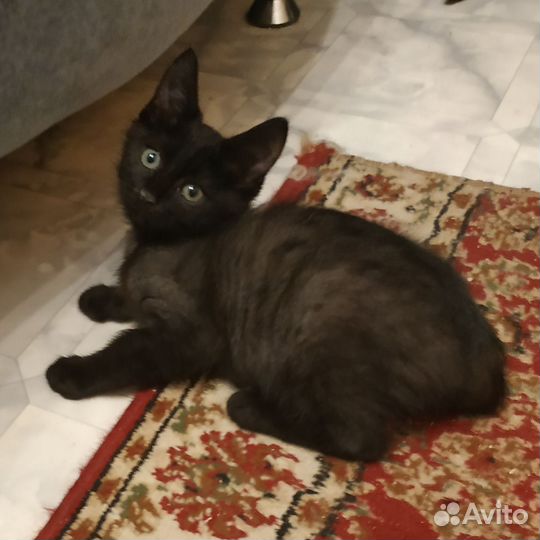 Котенок мкльчик