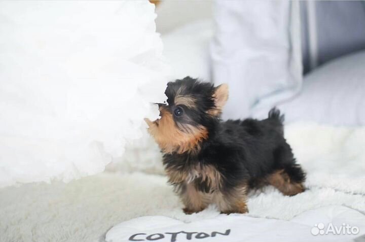 Супер мини беби фейс девочка и мальчик йорки