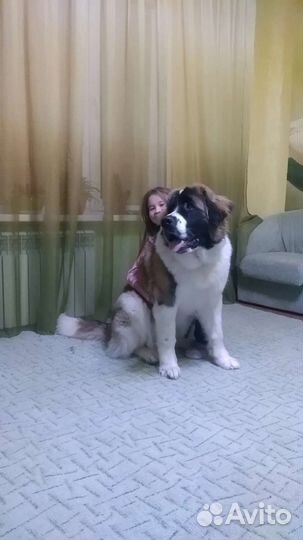 Московская сторожевая щенки