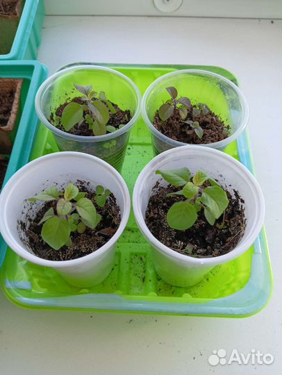 Ростки туласи