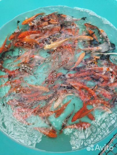 Карп кои 6 см