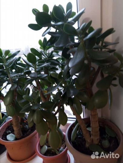 Комнатные цветы