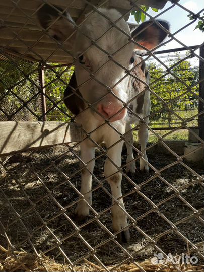 Телка 3,5 месяцев, бычок 2,5