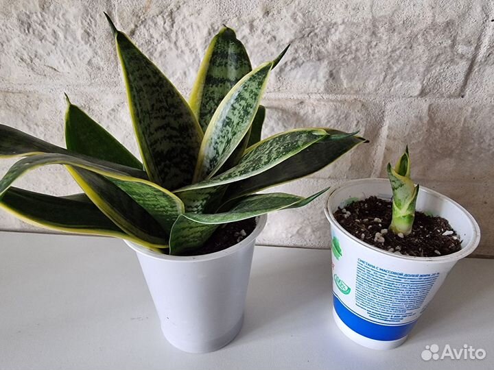 Нолина, Традесканция, хищник Жирянка