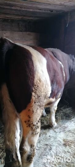 Коровы и быки