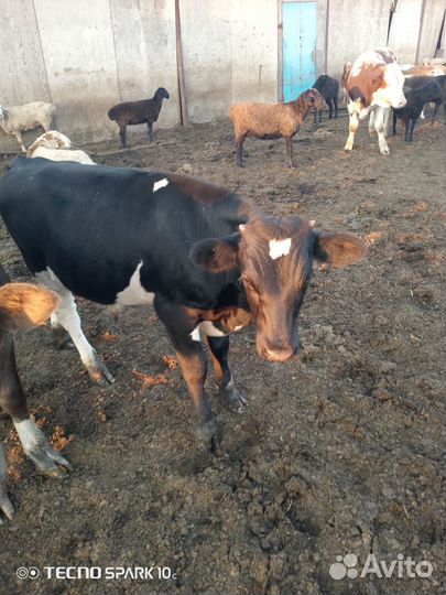 Сельхоз животные