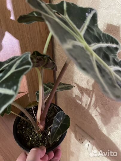 Алоказия Dwarf Amazonica,blak velvet