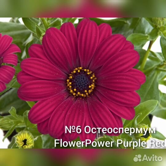 Остеоспермум вегетативный
