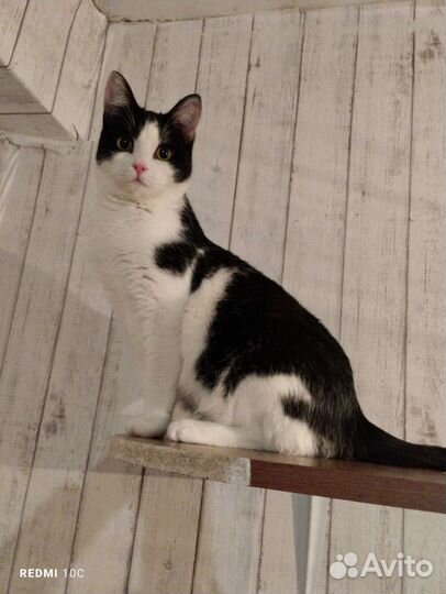 Мила шалунишка