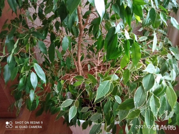 Фикус бенджамина