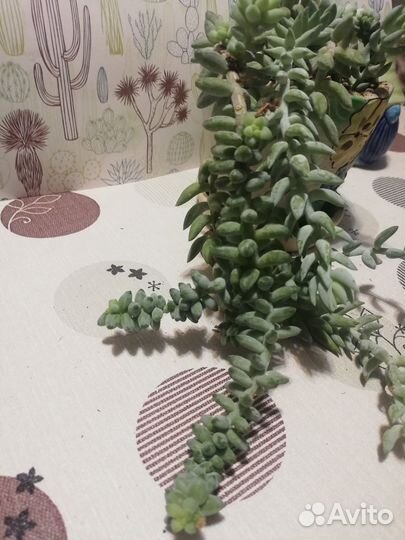 Суккуленты