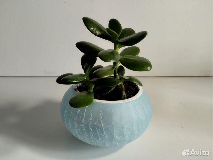 Толстянка денежное дерево