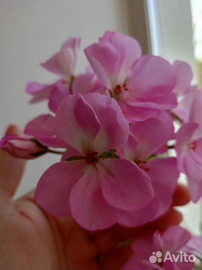 Пеларгония сортовая