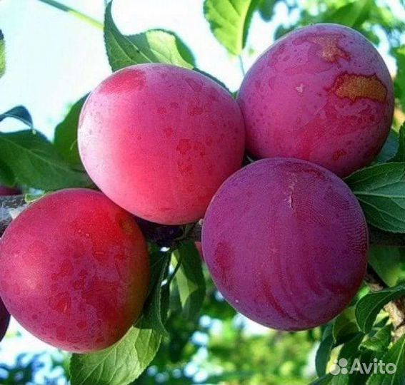 Алыча Путешественница саженцы