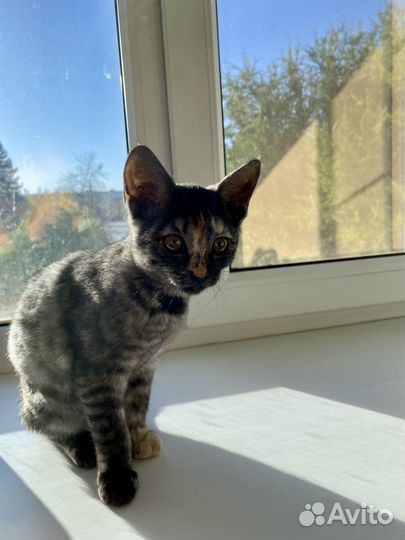 Кошечка в добрые руки