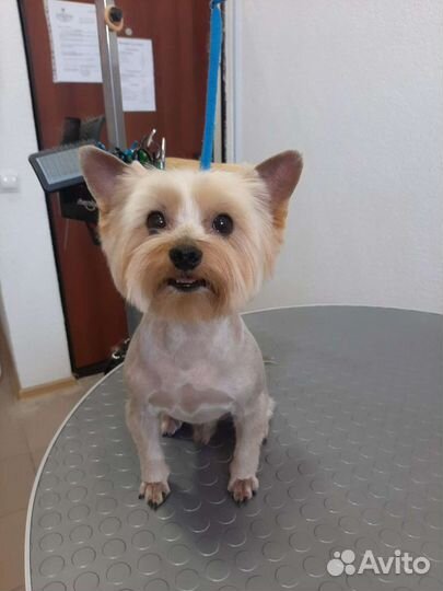 Стрижка собак декоративных пород