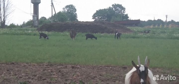 Продаются козы