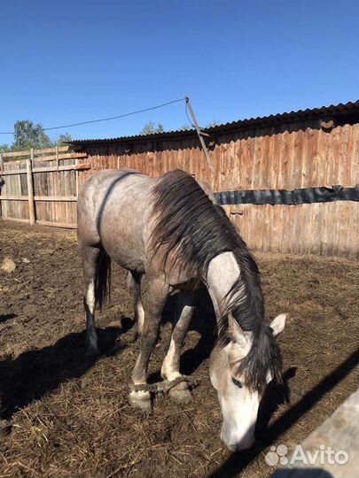 Кобыла тяжеловоз