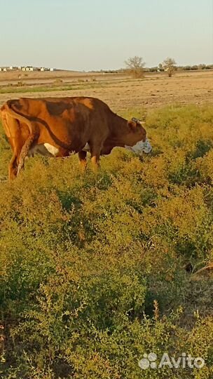 Корова с теленком