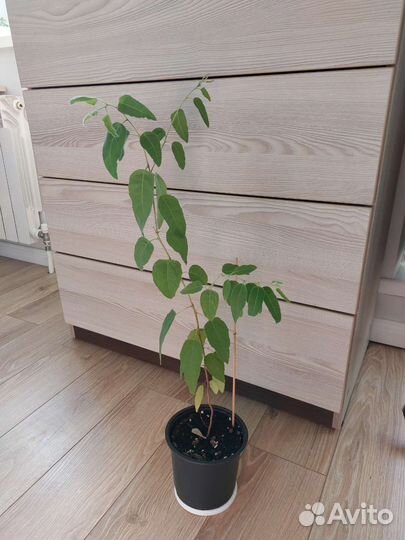 Эвкалипт лимонный