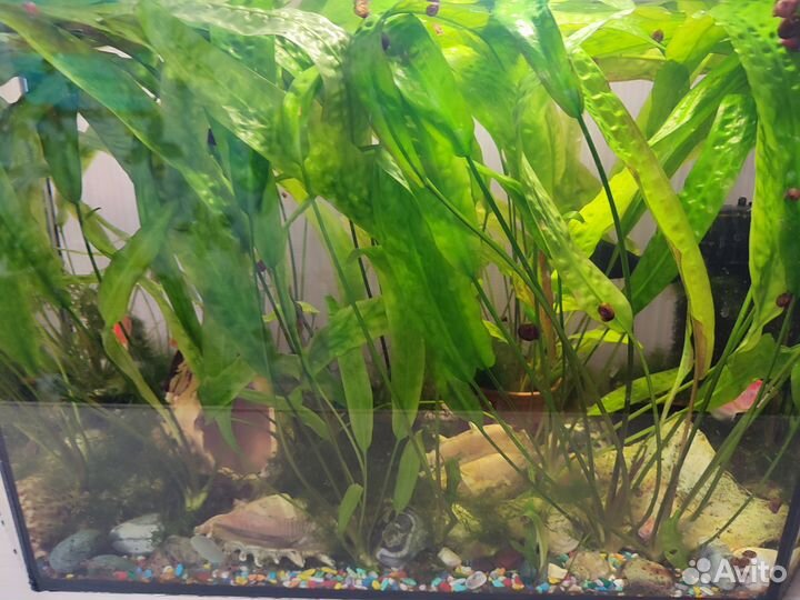 Аквариумное растение и улитки