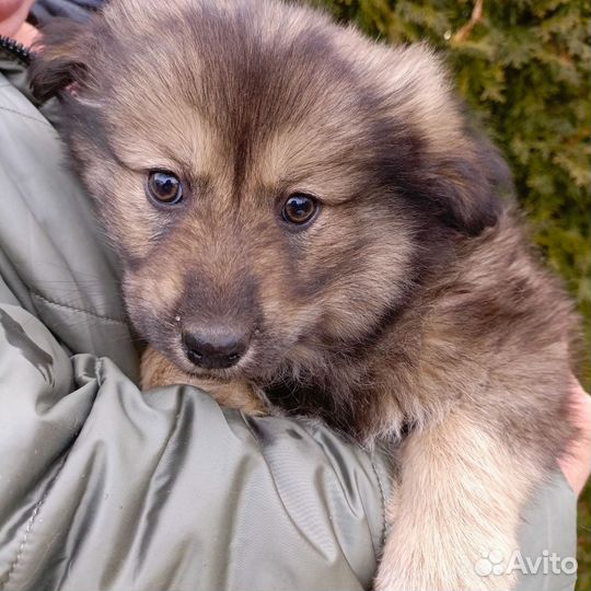 Отдам в добрые руки