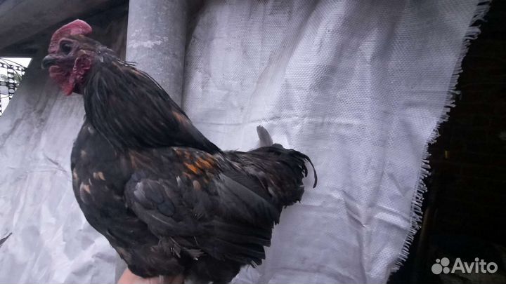 Петухи разные