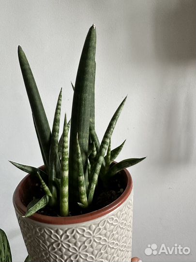 Комнатные цветы