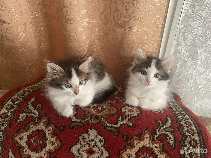 Кошки в добрые руки бесплатно
