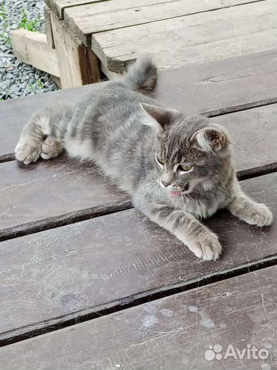 Дымчато- серые котята