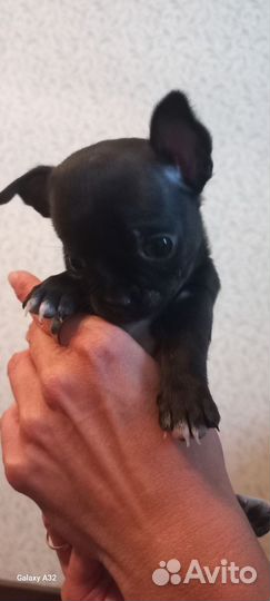 Щенки чихуахуа