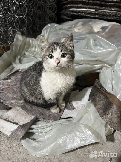 Котята в добрые руки даром