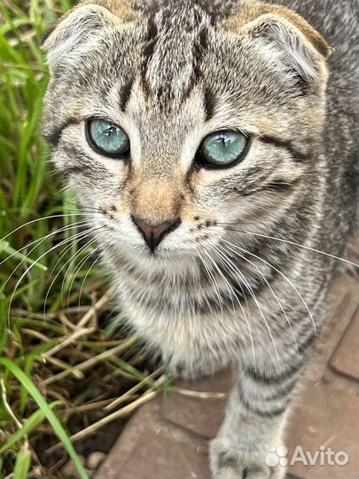 Вислоухий котенок