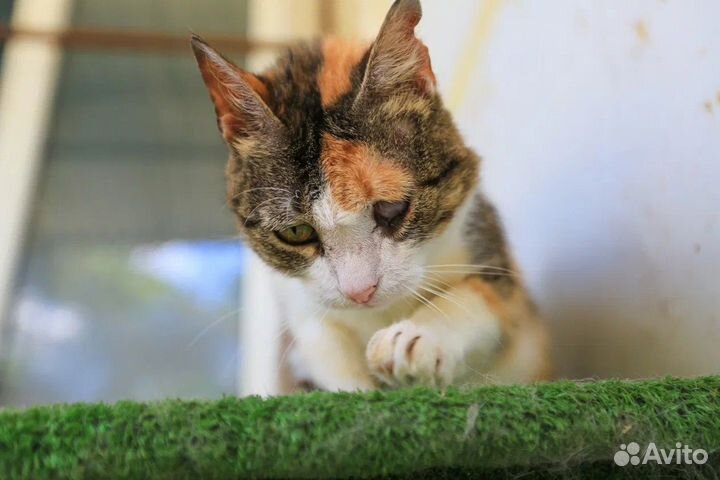 Спокойная Фросенька