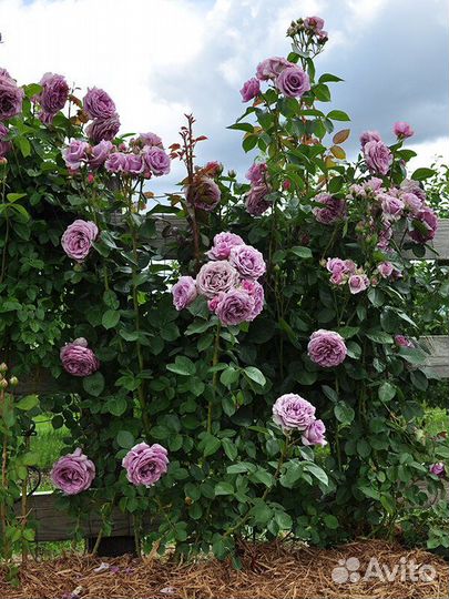 Квик Сильвер - голубая плетистая роза