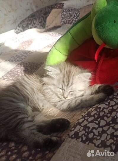 Персидские котята