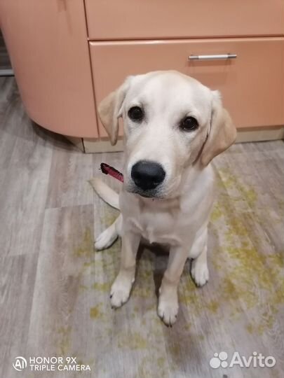 Лабрадор