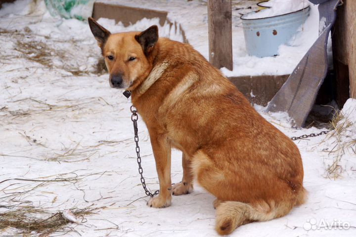 Отдам умнейшую собаку Линду